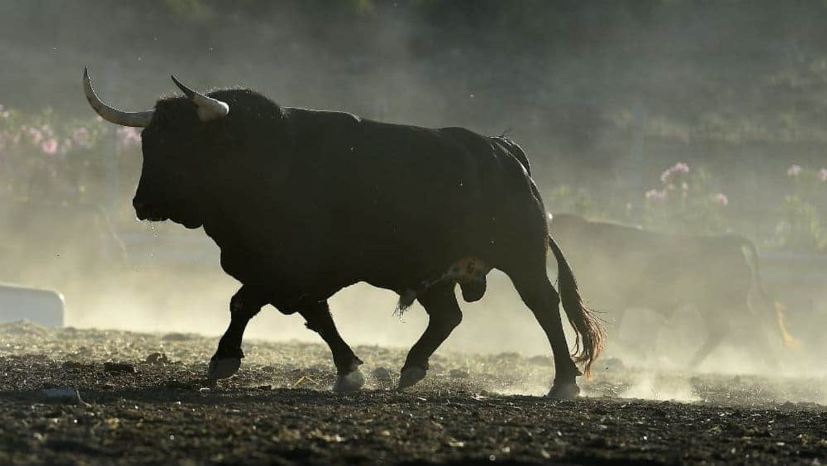 Riding the Bull: Smart Moves in a Soaring Market